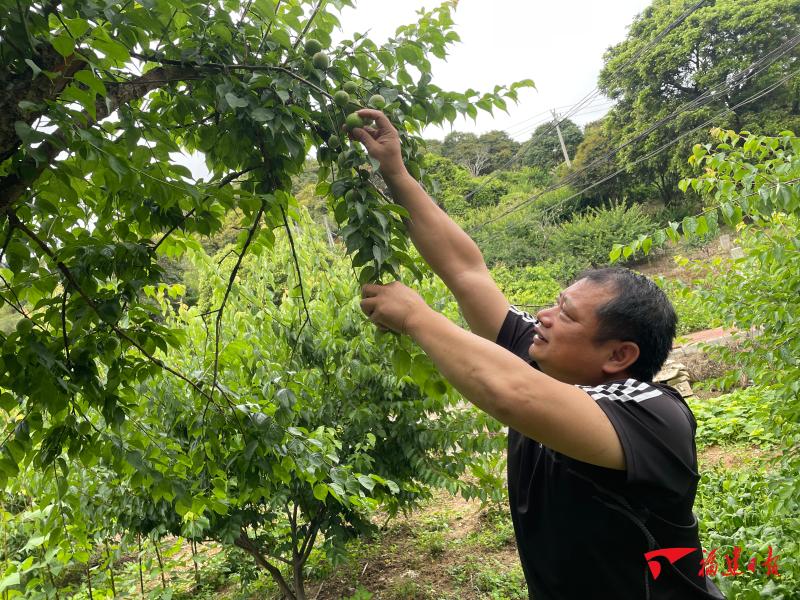 廣東青梅收購最新動(dòng)態(tài)，市場趨勢、價(jià)格變動(dòng)與行業(yè)展望